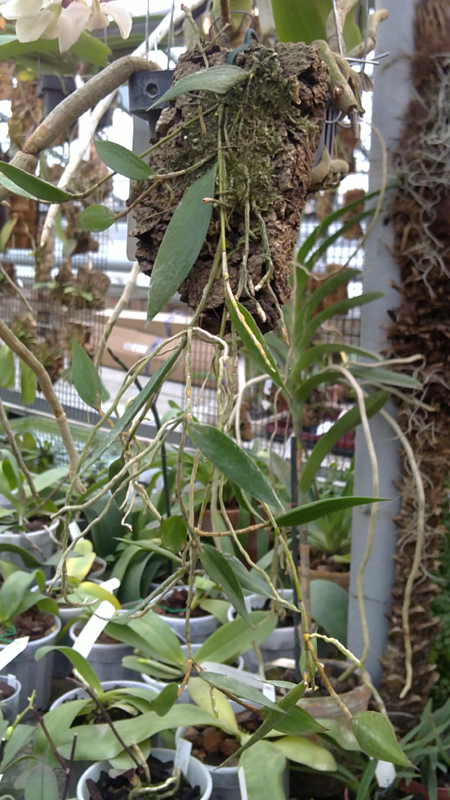 Dendrobium pugioniforme.jpg