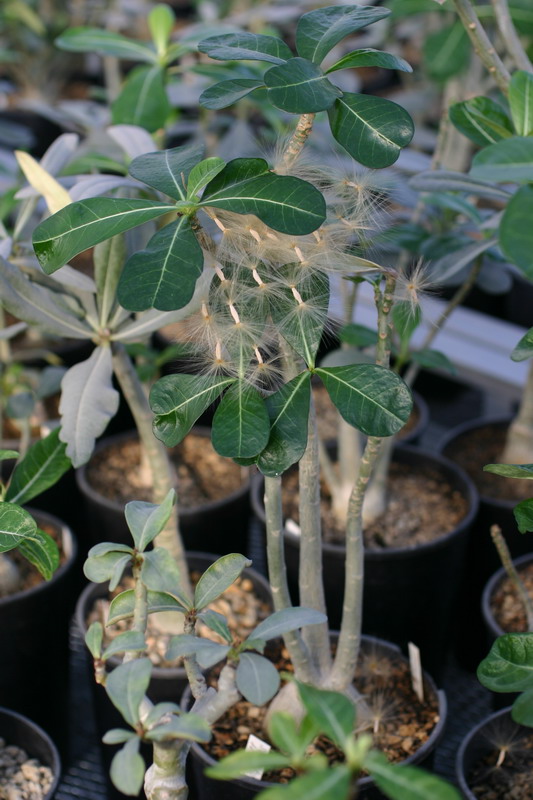 Вот еще немного семян вылупилось :)