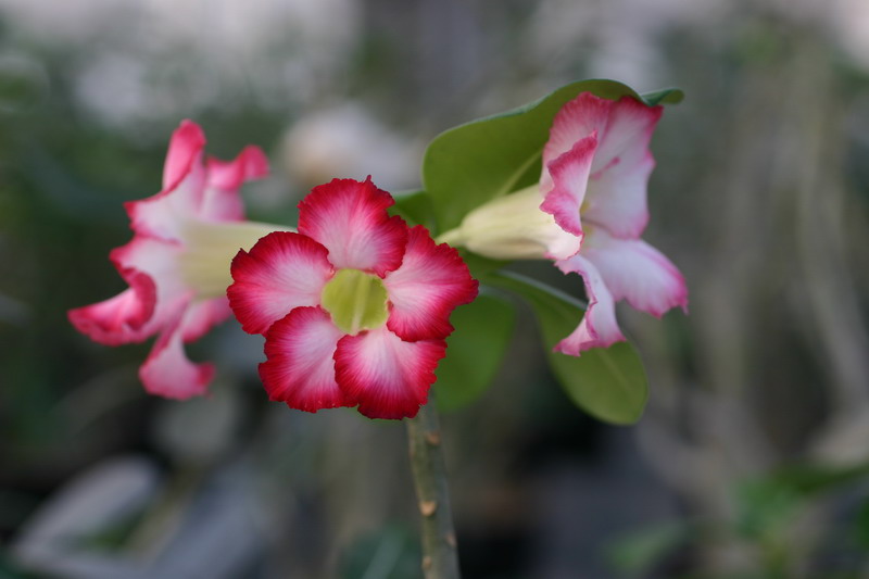 Болерозовый из семян Ко Super Yellow leaves