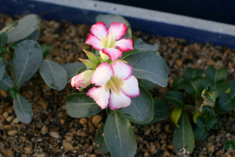 Старательно цветущий сеянец мини