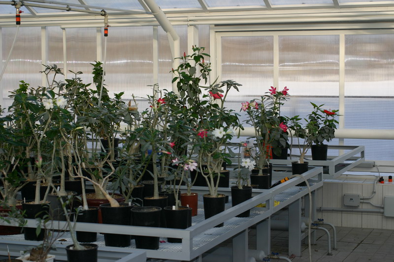 Вся компания цветущих в сборе