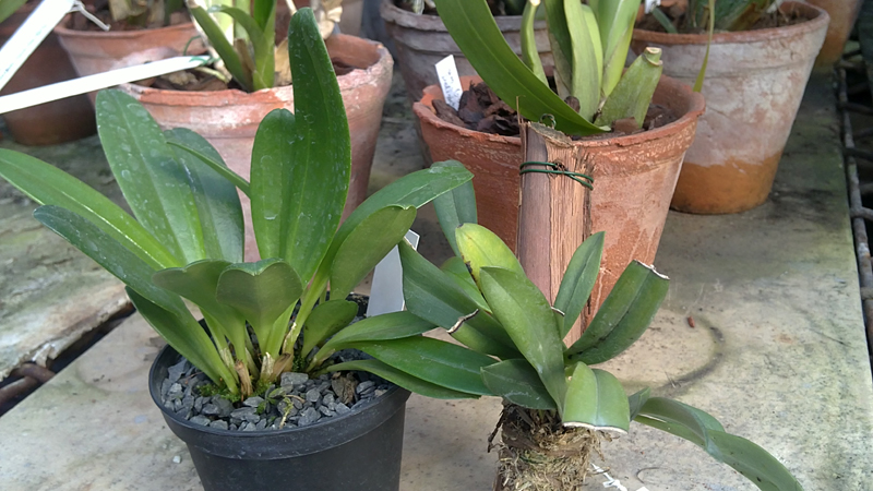 flori tovarensis.jpg