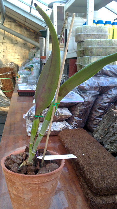 Brassolaeliocattleya Greenwich.jpg