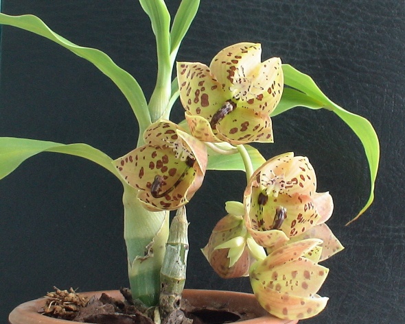 Cycnoches barthiorum 'Pink Dove'..jpg