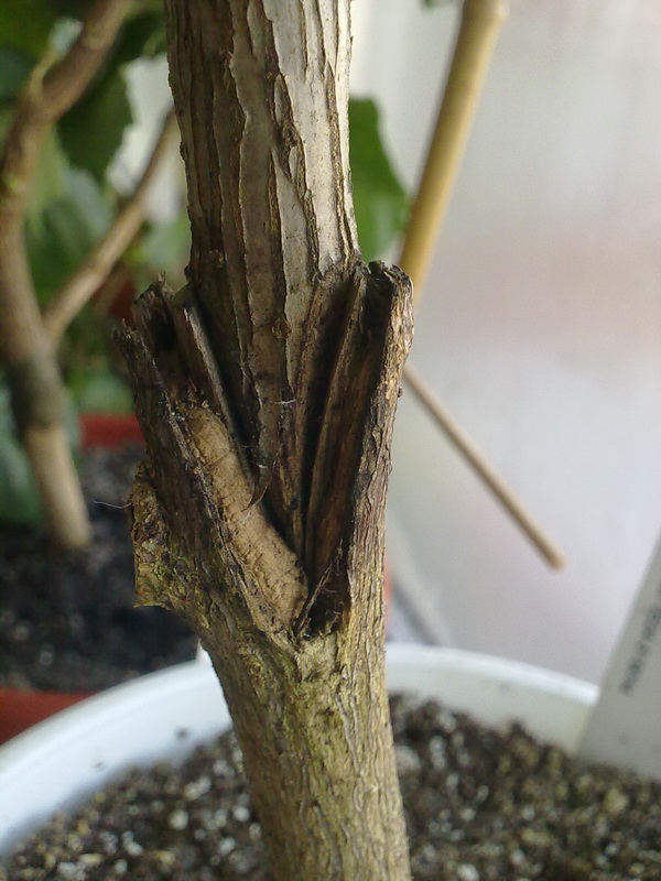 наступающий 041.jpg