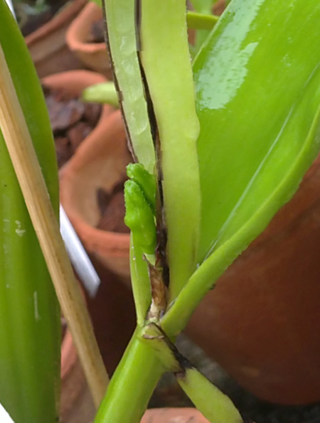 Cattleya hardiana.jpg