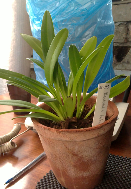 Masdevallia kuhnorum.jpg