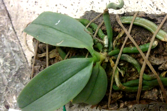 phal parishii.jpg