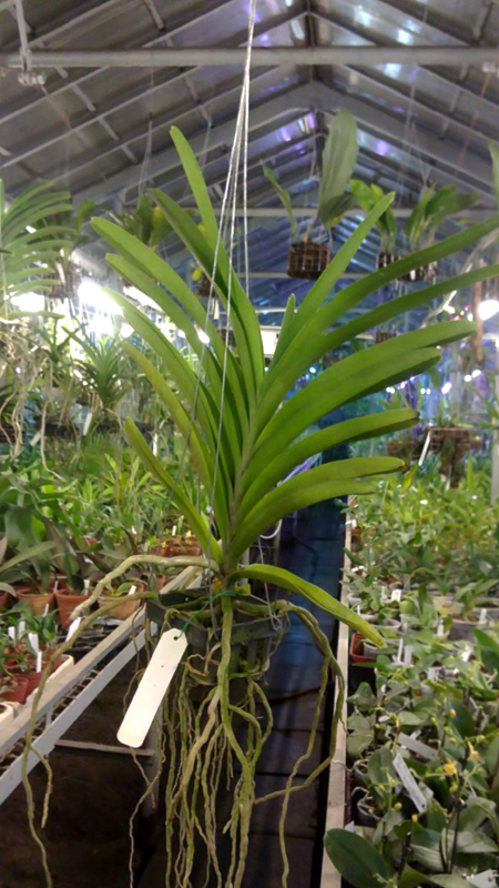 Ascocenda princessa mikasa pink.jpg