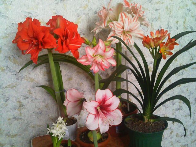 Полянка на Рождество