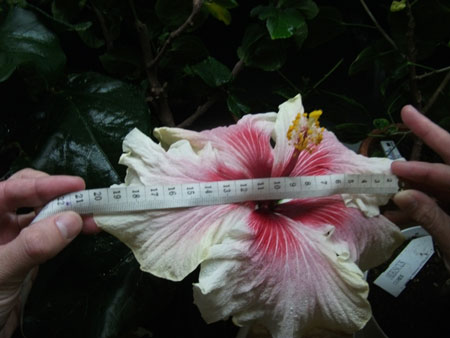 Мадам Лопухина :-D