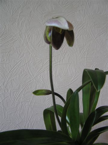 Понедельник.