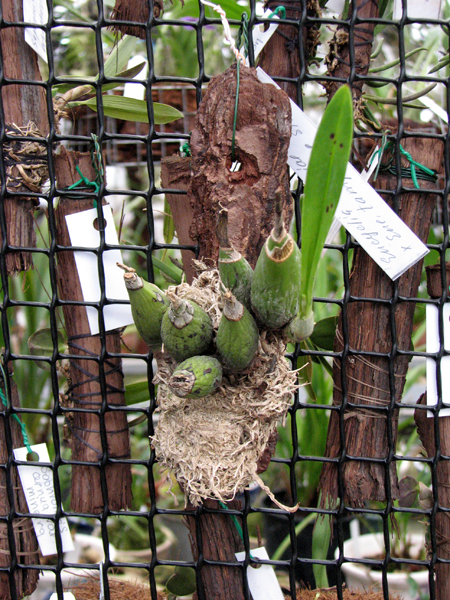 Encyclia mariae x Encyclia tampense semi-alba.jpg
