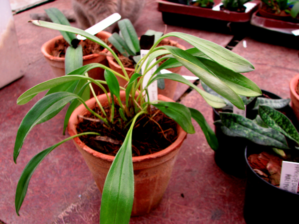 Masdevallia lineolata.jpg