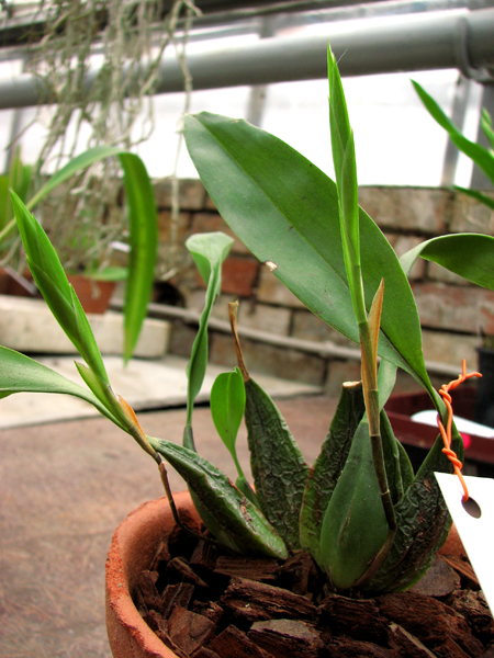 Rhynchostele rossii.jpg