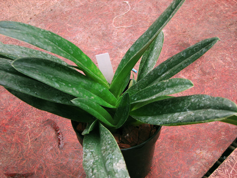 Paphiopedilum glaucophyllum X chamberlainianum X glanduliferum.jpg