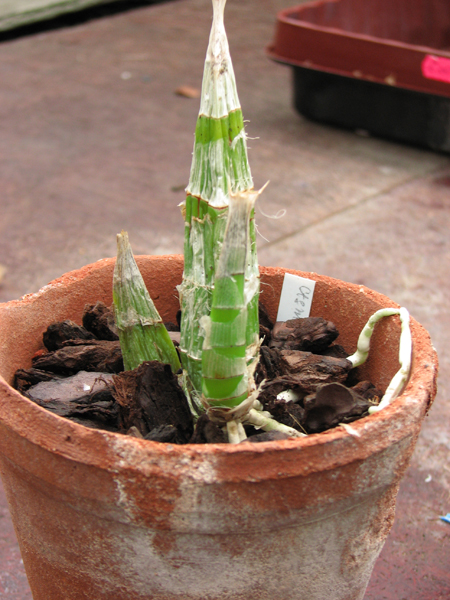 Catasetum schmidtianum x Penang.jpg