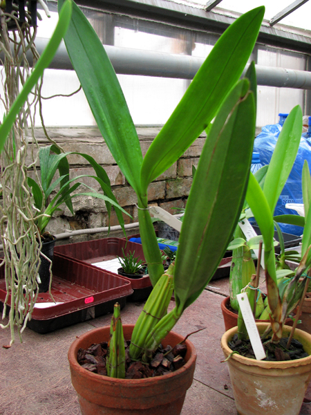 Laelia superbiens.jpg