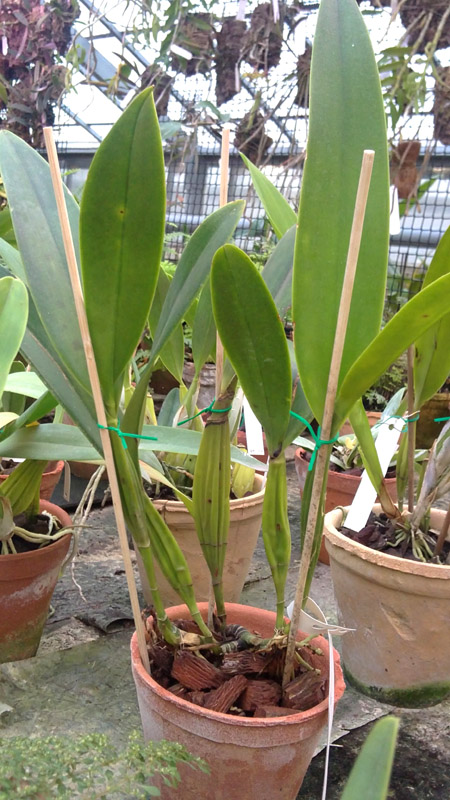 Schomburgkia crispa.jpg