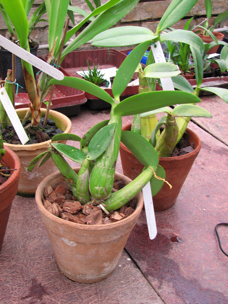 Myrmecophila tibicinis.jpg