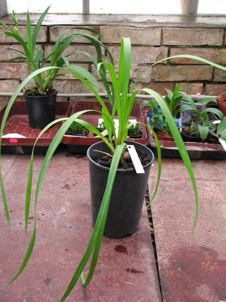 Cymbidium erythrostylum × Cymbidium simonsianum.jpg