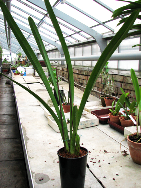 Cymbidium aloifolium.jpg