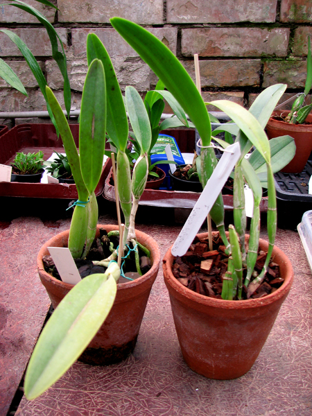 Coilostylis ciliare.jpg