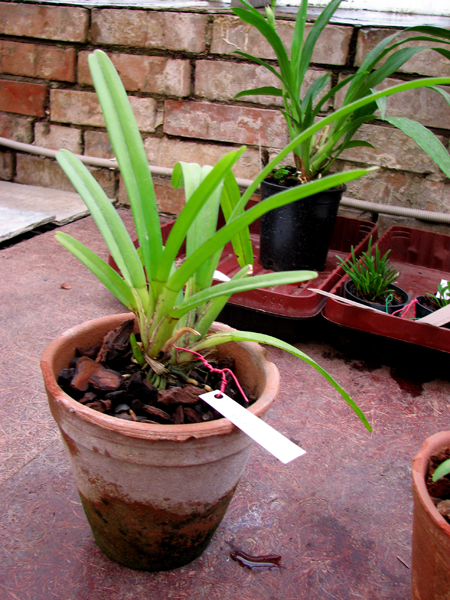 Cymbidium atropurpureum.jpg