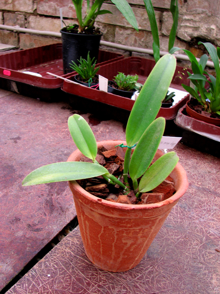 Cattleya maxima semi alba AWZ x SELF.jpg
