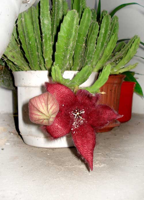 stapelia.jpg