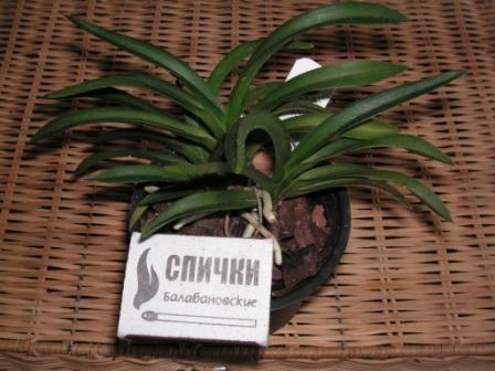 Neofenetia Kultana 2010.JPG