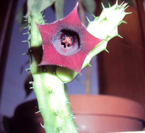 stapelia_mini1.jpg