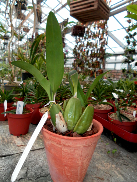 Cuitlauzina pendulum.jpg