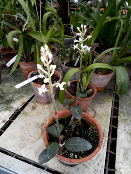 Haemaria discolor nigrescens.jpg