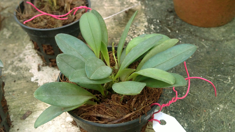 Masdevallia asterotricha.jpg