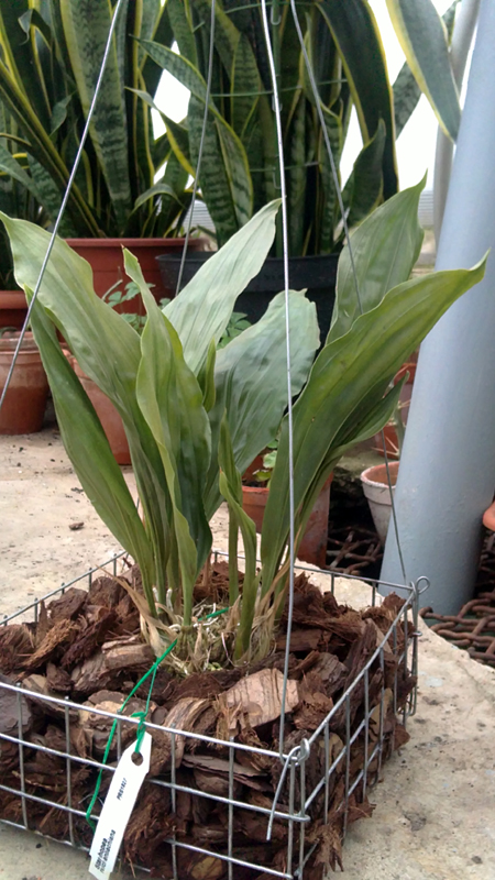 Stanhopea reichenbachiana.jpg