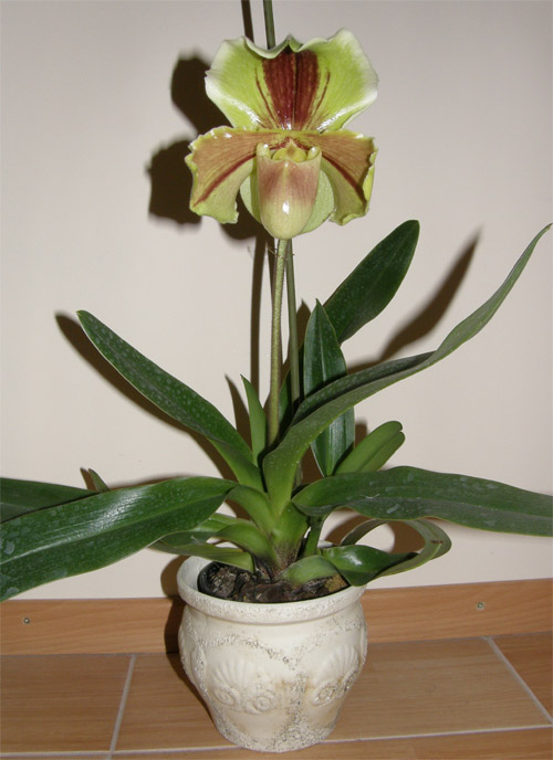 Вот красавчик наконец-то зацвел