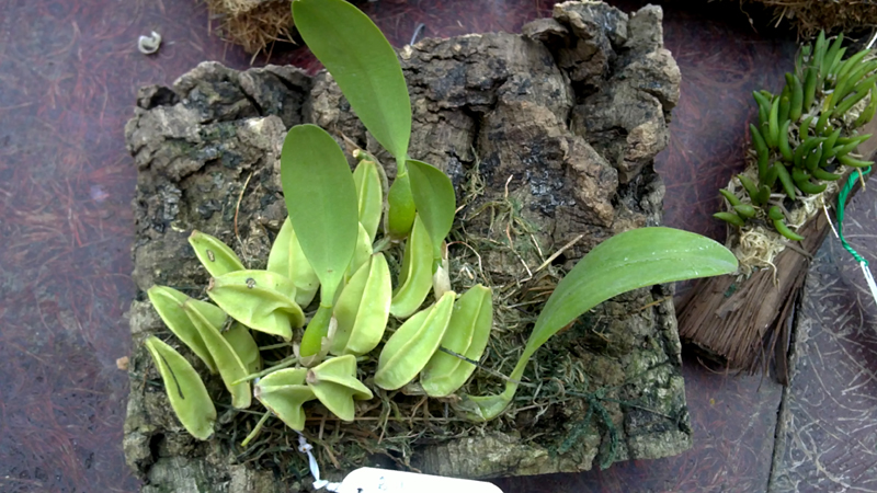 Bulbophyllum biflorum.jpg
