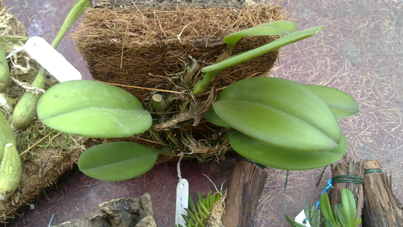 Bulbophyllum macranthum.jpg