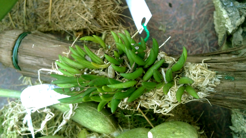 Pleurothallis leptotifolia.jpg