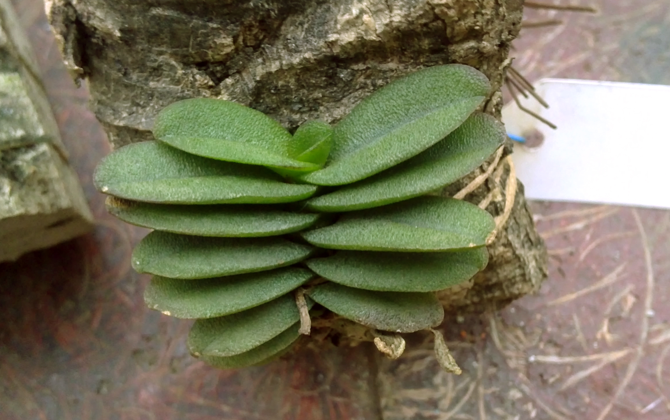 Schoenorchis fragrans.jpg