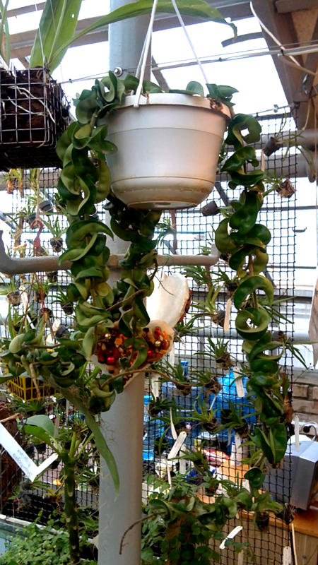 Hoya carnosa compacta.jpg