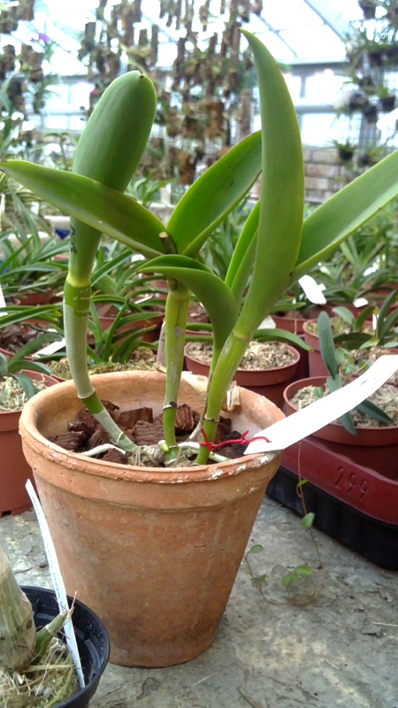 Brassolaeliocattleya Maikai Mayumi.jpg