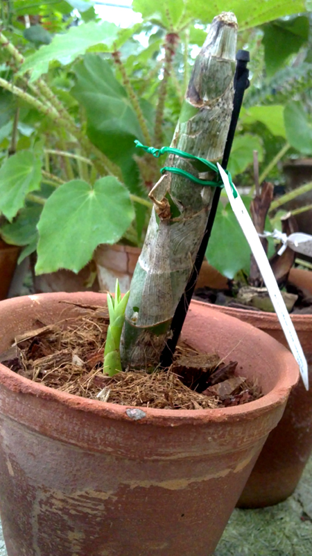 Cycnodes Wine Delight J.E.M..jpg