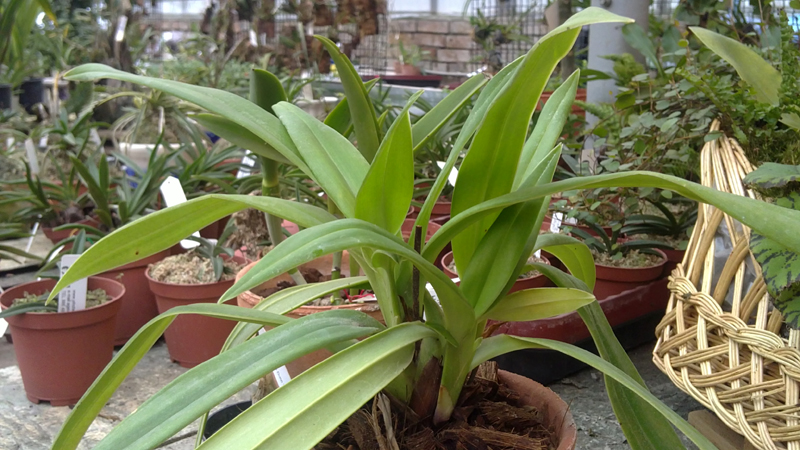 Phragmipedium Hanne Popow 1.jpg