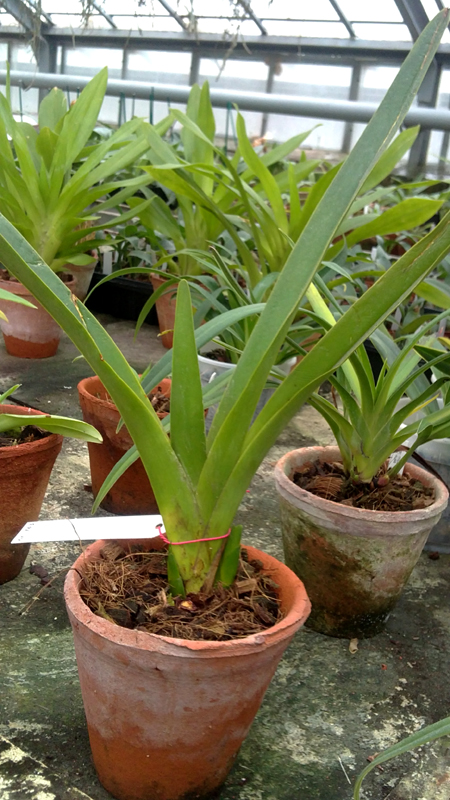 Phragmipedium caudatum giganteum.jpg