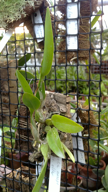 Laelia anceps alba.jpg