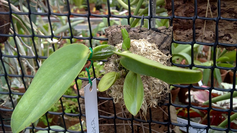 Laelia gloedeniana.jpg