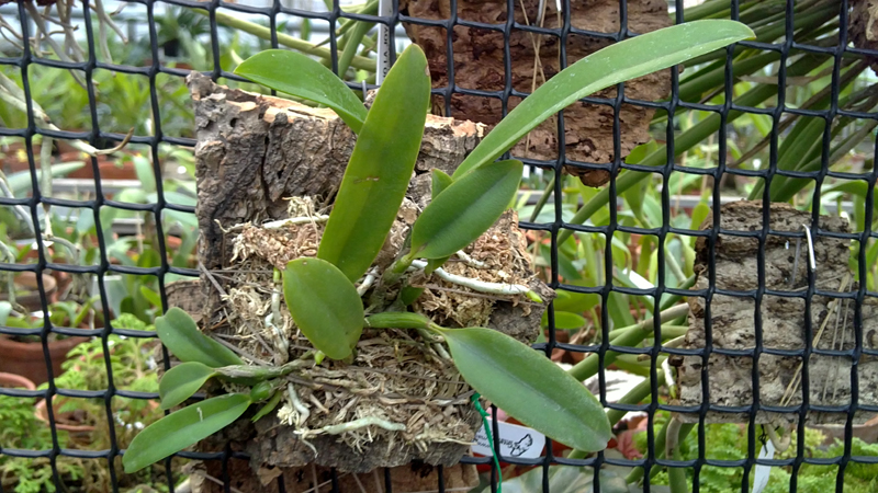 Laelia praestans.jpg