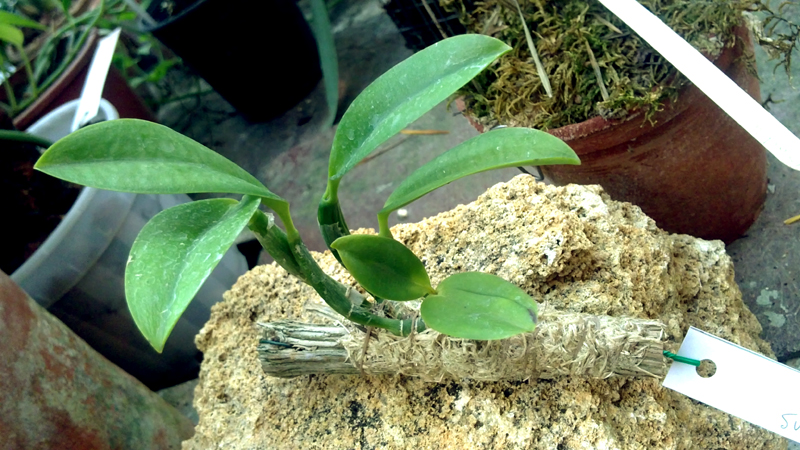 Laelia praestans 1.jpg